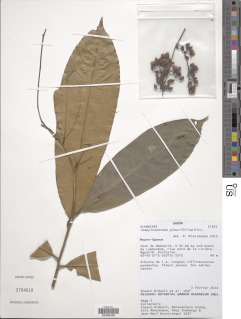 Image of Campylospermum glaucifolium