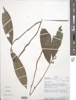 Rhabdophyllum letestui image