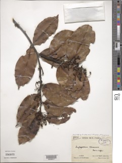 Image of Scytopetalum klaineanum