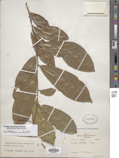 Campylospermum flavum image