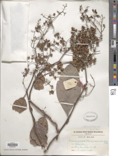 Tetracera alnifolia image