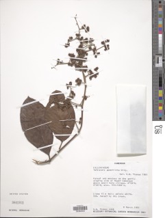 Tetracera alnifolia subsp. alnifolia image