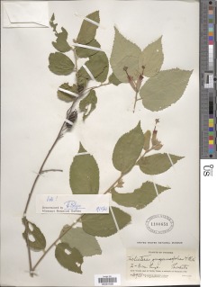 Helicteres guazumifolia image