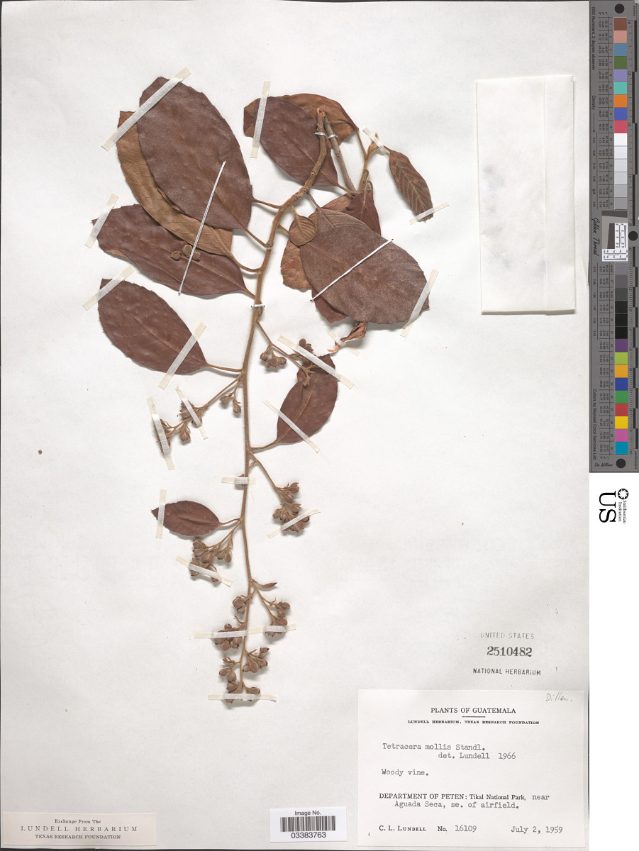 Tetracera volubilis subsp. mollis image