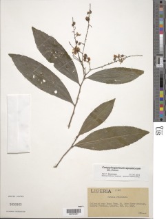 Campylospermum reticulatum image