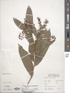 Image of Campylospermum bukobense