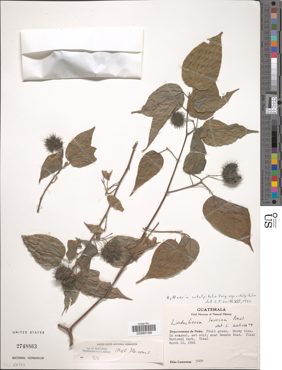 Byttneria catalpifolia subsp. catalpifolia image