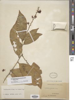 Image of Campylospermum plicatum
