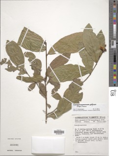 Campylospermum glaucum image