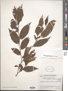 Ostrya virginiana subsp. guatemalensis image