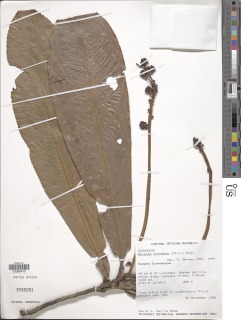 Image of Campylospermum elongatum