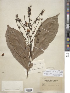 Campylospermum calanthum image