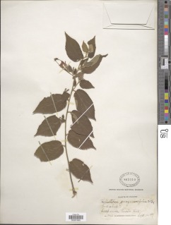 Helicteres guazumifolia image