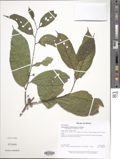 Leptonychia echinocarpa image