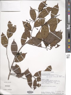 Scytopetalum klaineanum image