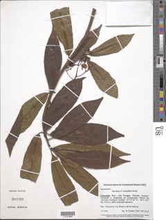 Saurauia oreophila image