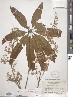 Sterculia ornatisepala image