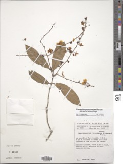 Image of Campylospermum laxiflorum