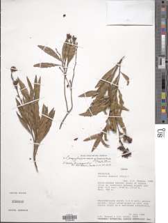 Campylospermum glomeratum image