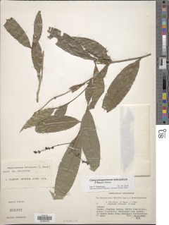 Campylospermum reticulatum image