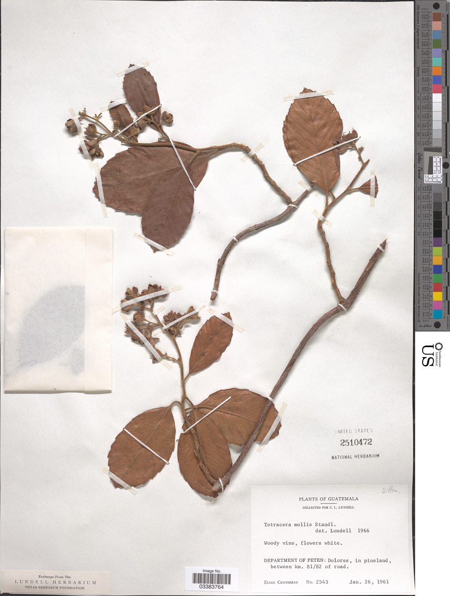 Tetracera volubilis subsp. mollis image
