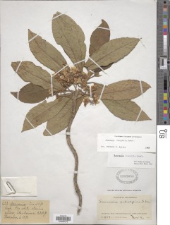 Image of Saurauia oreophila