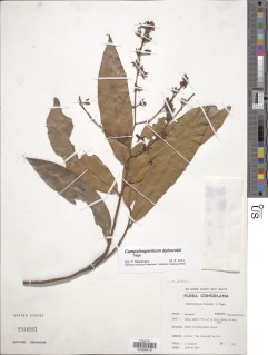 Campylospermum dybovskii image