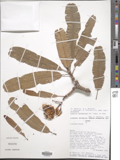 Image of Lophira lanceolata
