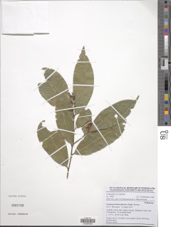 Image of Campylospermum glaucum