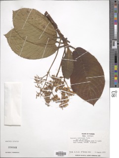 Saurauia rubiformis image