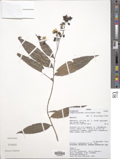 Campylospermum reticulatum var. reticulatum image