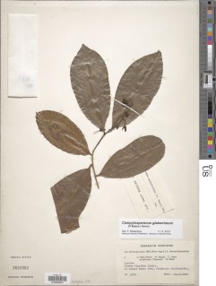 Image of Campylospermum glaberrimum