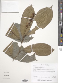 Campylospermum plicatum image