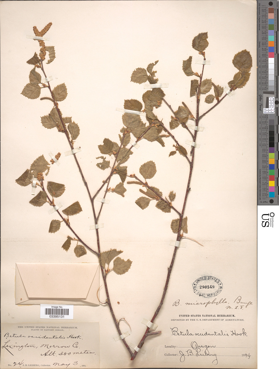 Betulaceae image