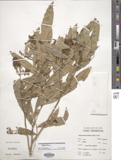 Campylospermum bukobense image
