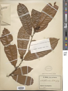 Image of Campylospermum oliveranum