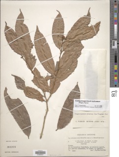 Campylospermum sulcatum image