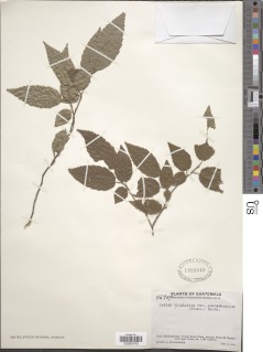 Ostrya virginiana subsp. guatemalensis image