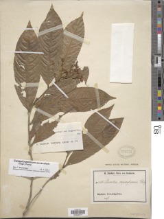 Campylospermum excavatum image