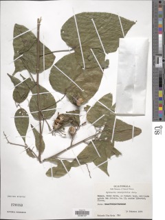 Byttneria catalpifolia subsp. catalpifolia image