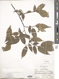 Carpinus tropicalis image