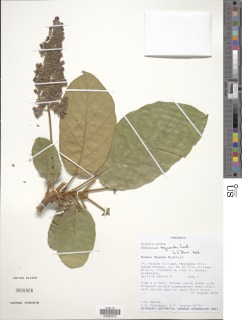 Image of Sterculia tragacantha