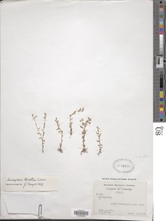 Image of Sauvagesia tenella
