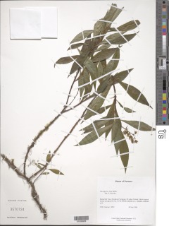 Image of Sauvagesia elata