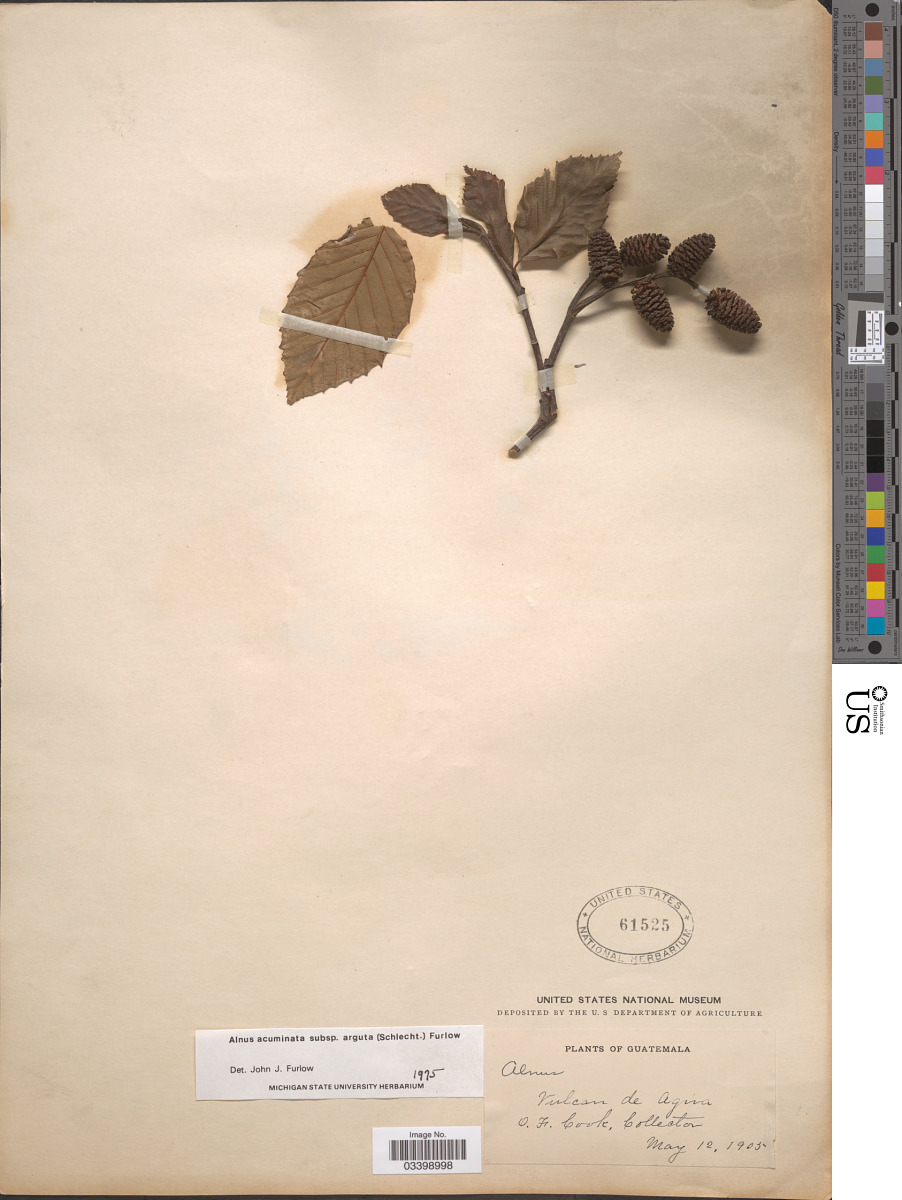 Alnus acuminata image