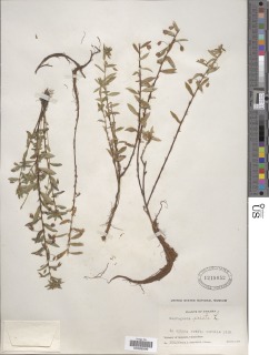 Sauvagesia erecta image