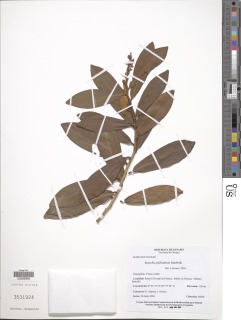 Ruyschia phylladenia image