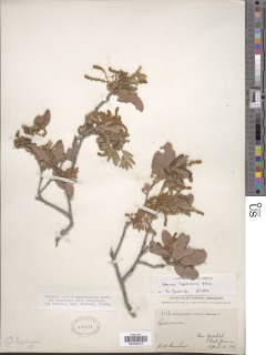 Quercus engelmannii image