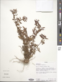Sauvagesia erecta image