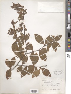 Image of Betula dahurica